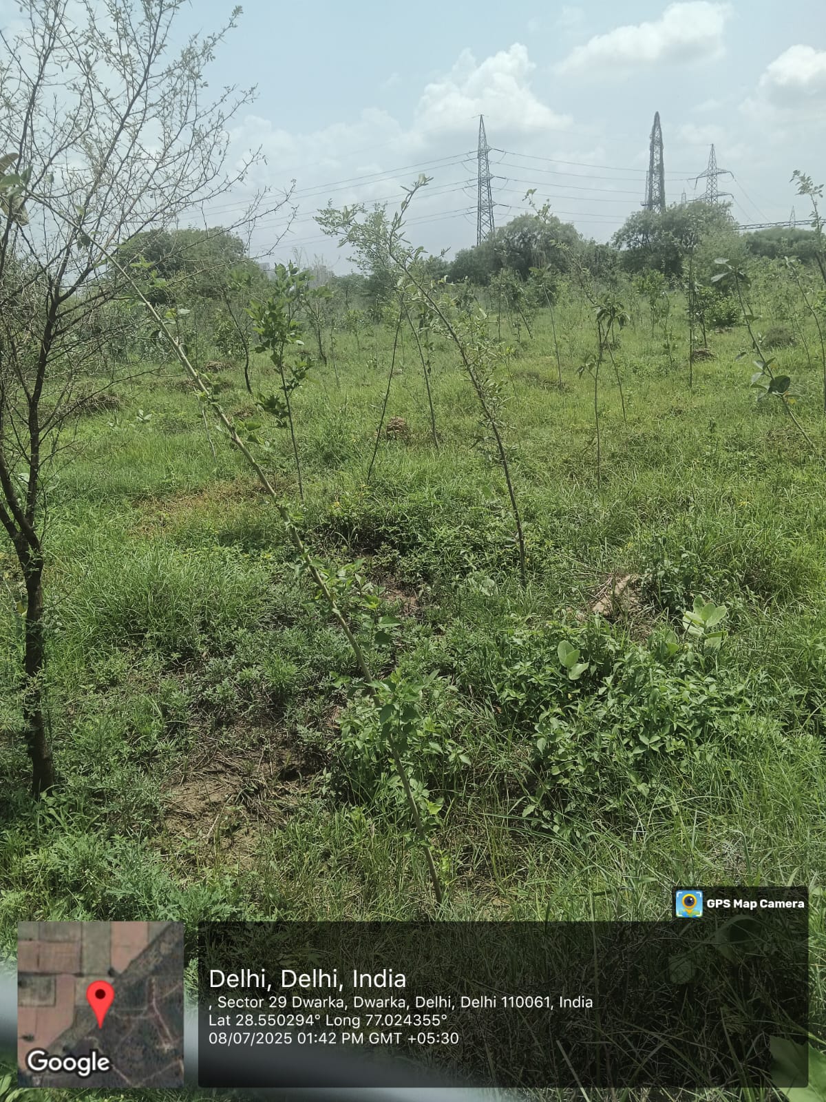 Compensatory Afforestation